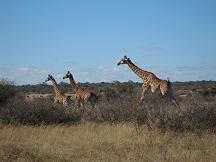 serowe tourism khama rhino sanctuary