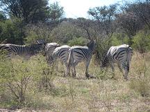 botswana tourism khama rhino sanctuary